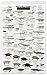 Mac's Field Guide to Reptiles of North America Laminated Card (Mac's Guides)
