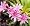 Little Plum Lewisia 20 Seeds