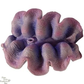 Nature`s Image Maxima Clam - MD: PEACOCK BLUE: 4in x 4in x 3 inch (Trodacma maxima) Coral... by Nature`s Image