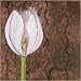 Singular by Olivia Celeste Fine Art Print / Poster 12.00 x 12.00 in.