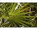 Photographic Prints of ROG-12095 Leaf of cabbage palm from Ardea Wildlife Pets