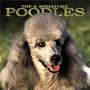 Toy & Miniature Poodles 2004 Calendar