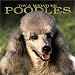 Toy & Miniature Poodles 2004 Calendar
