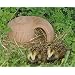 Tiere (und so) in meinem Garten