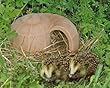Denk Igel-Schnecke