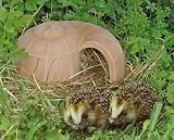 Denk Igel-Schnecke