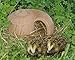 Denk Igel-Schnecke