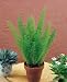Asparagus Fern Seeds - Asparagus densiflorus meyerii - 0.5 Grams - Approx 12 Gardening Seeds - Flower Garden Seed
