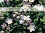 Wildflowers of Oregon 2004  Calendar