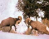 Bighorn Sheep Snow Lodge Cabin Picture Art Print