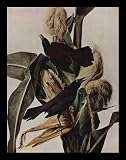 John James Audubon (Purpur boat tail) White Wood-Mounted Art Poster Print - 11" X 17"