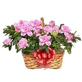 Live Plant - Double Wicker Basket with Azaleas