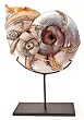 Ammonite