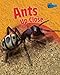 Minibeasts Up Close: Pack A of 5 (Raintree Perspectives: Minibeasts Up Close)