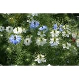 Love-in-a-Mist Nigella Mixed Colors Seeds