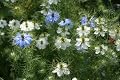 Love-in-a-Mist Nigella Mixed Colors Seeds