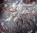 DiabeticFriendly's Sugar-free 3.5 inch Handmade Candy Canes Peppermint - 9 Canes