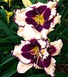Sabine Bauer Daylily - Hemerocallis - Eye Catching!
