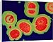 Canvas Prints of MRSA resistant Staphylococcus bacteria from Science Photo Library