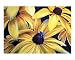 Black Eyed Susans Botanical Giclee Poster Print by Karen Casciani, 10x8