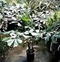 Giant Fishtail Palm 15 Seeds - Caryota urens - Toddy