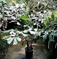 Giant Fishtail Palm 15 Seeds - Caryota urens - Toddy