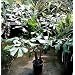 Giant Fishtail Palm 15 Seeds - Caryota urens - Toddy
