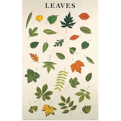 Different leaves of trees showing all species