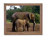 African Elephant And Baby Wildlife Home Decor Wall Picture Oak Framed Art Print
