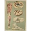 Human Anatomy Studies & Images Paper Assortment Cavallini With 4 assorted prints
