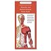 Anatomical Chart Company's Illustrated Pocket Anatomy: Muscular and Skeletal Systems Study Guide