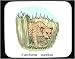 Decorated Mouse Pad with africa, cat, animal, pardus, savanna, panthera, savannah, le...