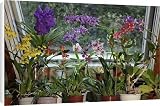 Canvas Prints of USH-2418 Orchids, Hybrid assortment - in living room from Ardea Wildlife Pets