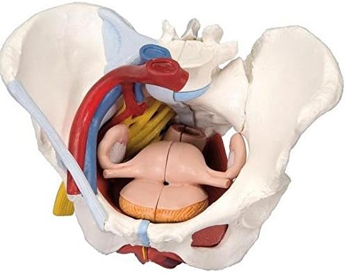 Anatomical Innovations 1326 Female Pelvis Model w/ligaments, vessels, pelvic floor, organs