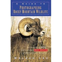 A Guide to Photographing Rocky Mountain Wildlife