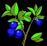 Three Dwarf Blueberry Plants You Can Grow on Your Patio! Grown in 4 Pot. Patio Container Plants. Small Plant, But Lots of Delicious Berries; Ships Bareroot.