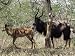 Male and Female Nyala, Hluhluwe and Umfolozi Game Reserve, South Africa, Africa Art P...