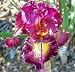 Kitchen & Housewares : Color Tart Bearded German Iris 1 Rhizome