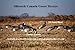 Sillosock Canada Feeder Windsock Goose Decoy 12pk
