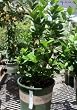 Key Lime Tree, Two Gallon Container by Monrovia Growers