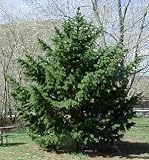 Ancient Bristlecone Pine Tree Growing Kit - Pinus Ponderosa - Grow Evergreen Pines from Seed To Saplings - Kit Includes Seeds, Instructions, More.