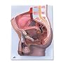 3B Scientific Male Pelvis, 2-part