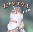 エゾシマリス
