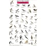 Mac's Field Guide to Northwest Park and Backyard Birds (Laminated Card)