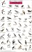 Mac's Field Guide to Northwest Park and Backyard Birds (Laminated Card)