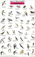 Mac's Field Guide to Northwest Park and Backyard Birds (Laminated Card)