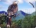 RED KITE BIRD PRINT BIRTHDAY GIFTS Mouse Mat