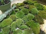 Live Moss Mix Combo Kit/Cladonia Lichens/Plants for Terrariums Vivariums Garden