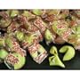60 PCS Individually Wrapped Fortune Cookies