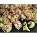 Fortune Cookies, 1 lb. Individually Wrapped - Buy 4, Get 5 Shipped!